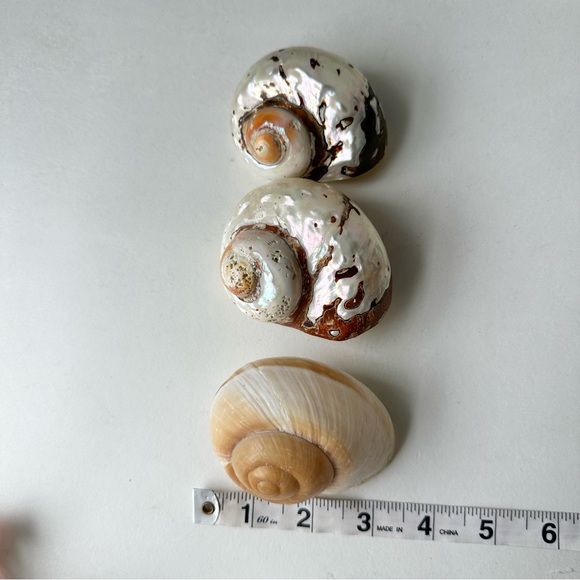 Bundle of 9 Vintage Exotic Seashells - Picture 3 of 7